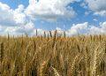 Kansas crop woes fuel wheat rally ahead of USDA winter acreage estimate